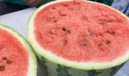 网红吃的水果瓜是什么,揭秘流行美食背后的神秘果实