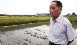 网友爆料袁隆平视频播放,网友热议农业科技发展